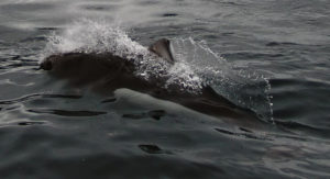 DallPorpoise