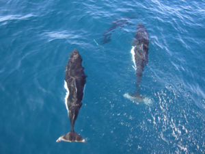 Dalls_porpoises dall's porpoises
