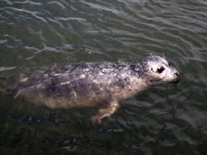 Harbor-Seal Harbor Seal