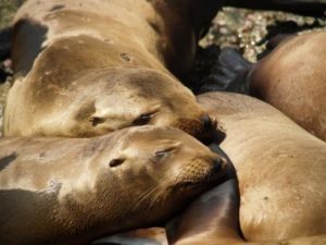 Seattle Sea Lions Seattle Sea Lions